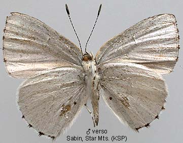 Philiris Innotata Papua Insects Foundation (Lepidoptera/Lycaenidae/Lycaeninae(Philiris ...